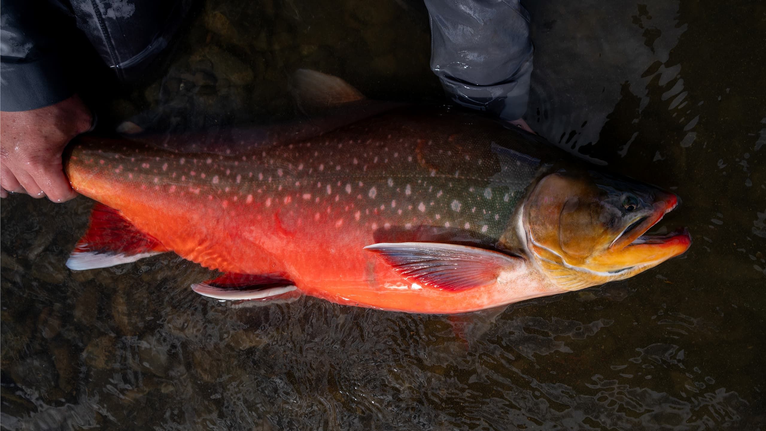 World Record Arctic Char 