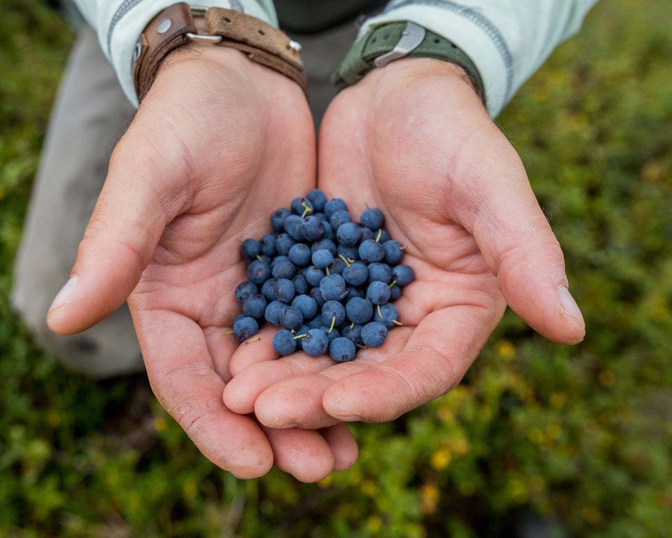 Foraging Alaskan Blueberries 