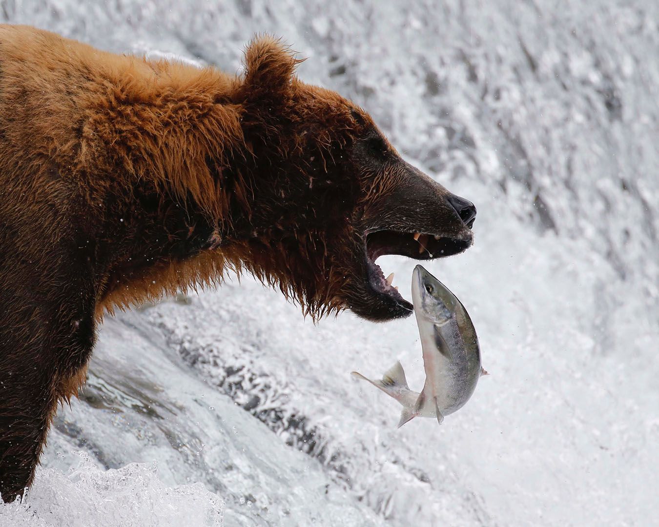 Brown Beaver Fishing For Salmon in Katmai National Park 