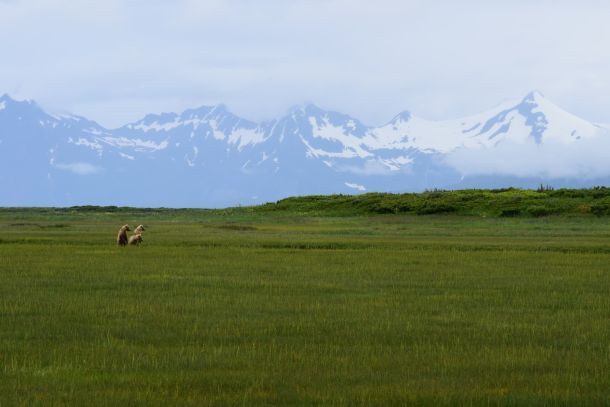 Wildlife Viewing in Katmai National Park 