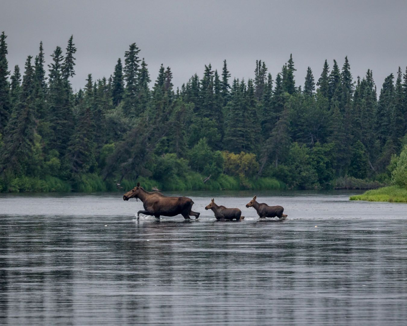 Moose and two calves in Alaska