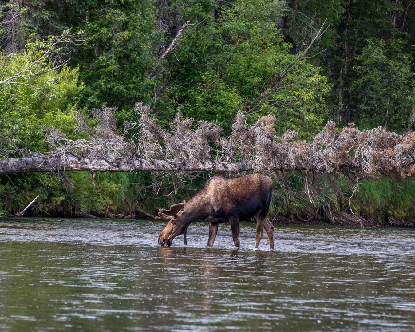 Wildlife Viewing and Fishing in Alaska 